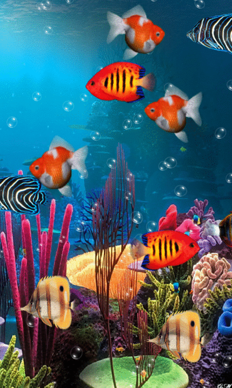 Detail Wallpaper Ikan Koi Bergerak Windows 7 Nomer 36