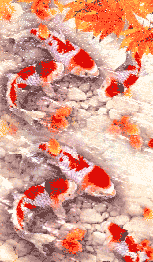 Detail Wallpaper Ikan Koi Bergerak Windows 7 Nomer 38