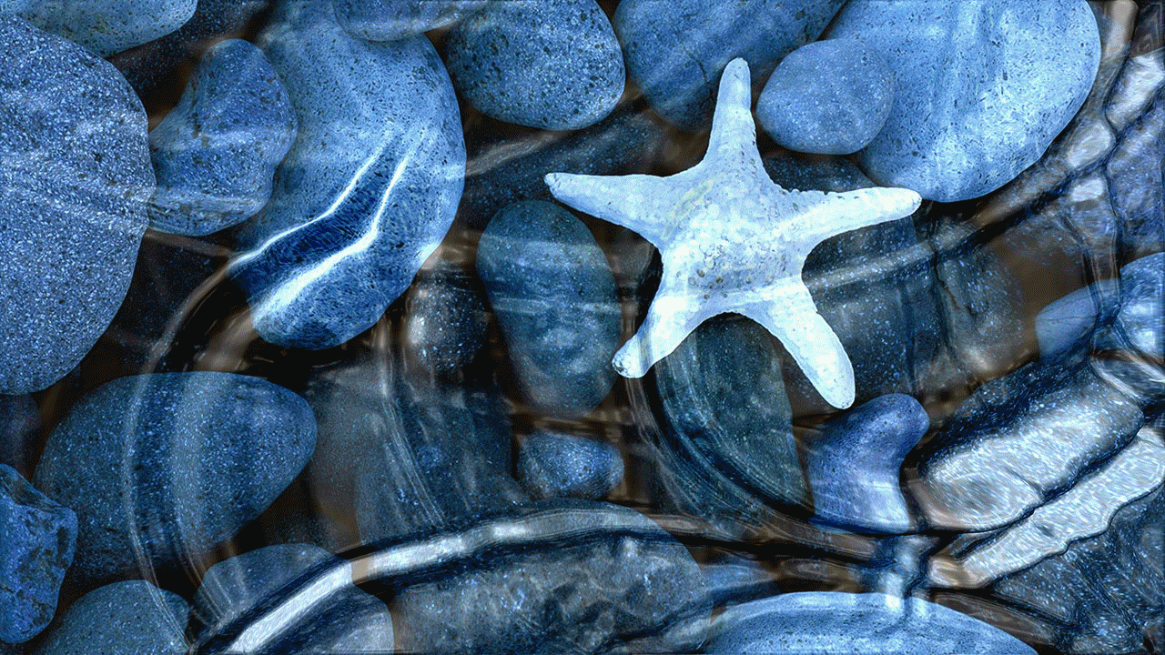 Detail Wallpaper Ikan Koi Bergerak Windows 7 Nomer 41
