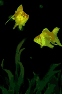 Detail Wallpaper Ikan Koi Bergerak Windows 7 Nomer 42