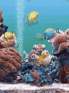 Detail Wallpaper Ikan Koi Bergerak Windows 7 Nomer 43