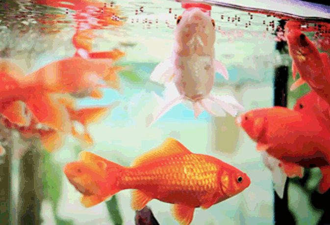 Detail Wallpaper Ikan Koi Bergerak Windows 7 Nomer 46