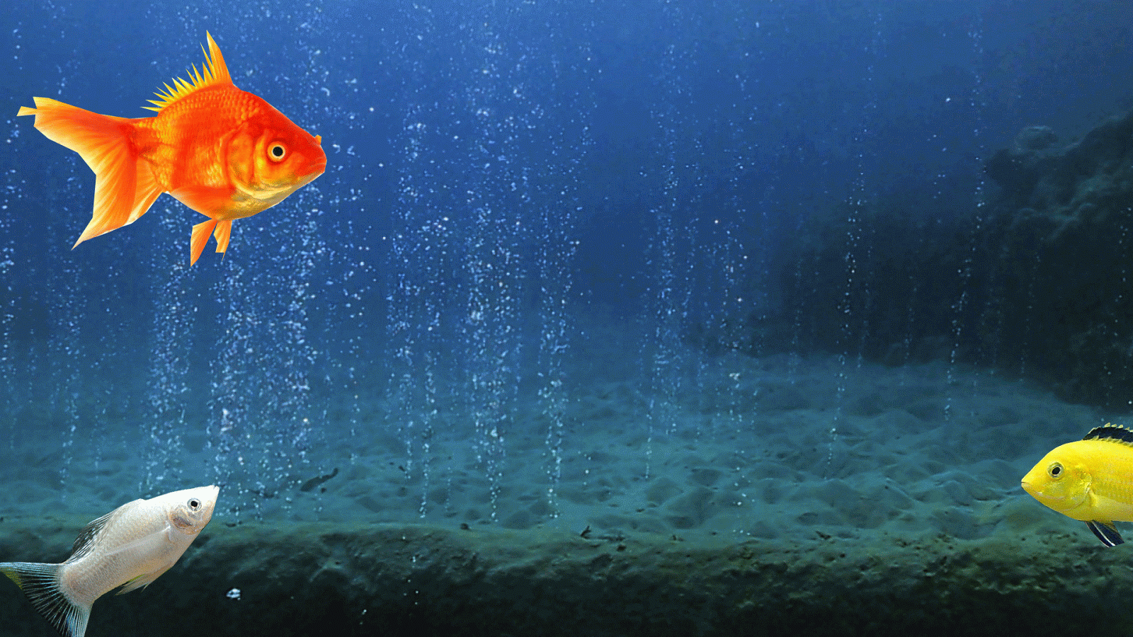 Detail Wallpaper Ikan Koi Bergerak Windows 7 Nomer 6