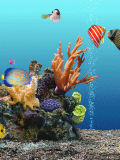 Detail Wallpaper Ikan Koi Bergerak Windows 7 Nomer 48