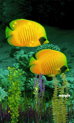 Detail Wallpaper Ikan Koi Bergerak Windows 7 Nomer 50