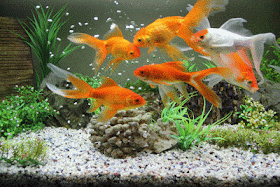 Detail Wallpaper Ikan Koi Bergerak Windows 7 Nomer 8