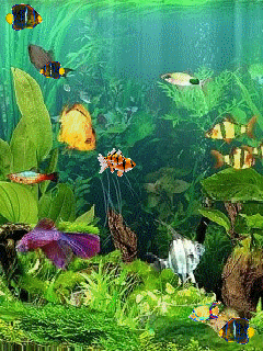 Detail Wallpaper Ikan Koi Bergerak Windows 7 Nomer 9