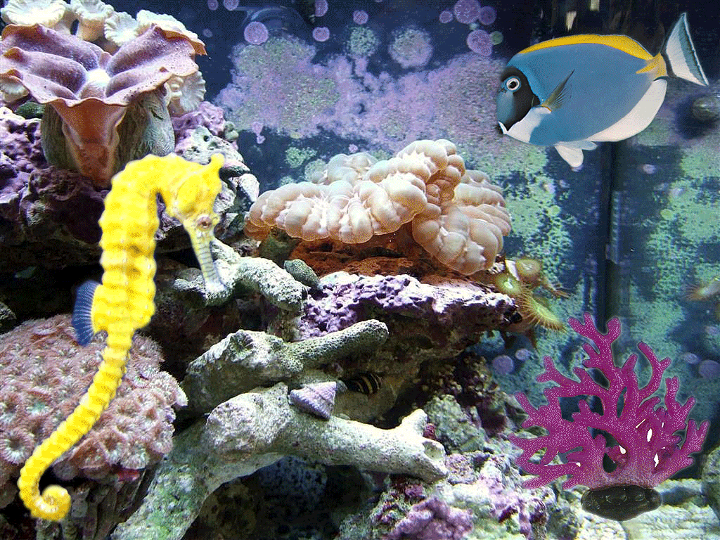 Detail Wallpaper Ikan Koi Bergerak Windows 7 Nomer 10