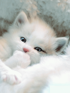 Wallpaper Kucing Bergerak - 51+ Koleksi Gambar