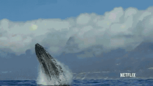 Detail Whale Gif Nomer 16
