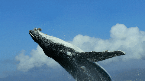 Detail Whale Gif Nomer 3