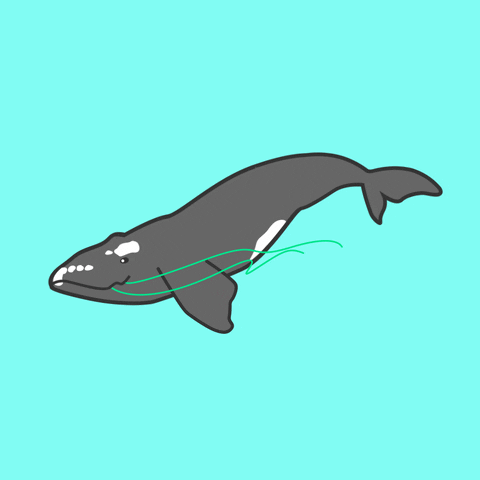 Download Whale Gif Nomer 23