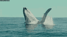 Detail Whale Gif Nomer 29