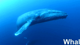 Detail Whale Gif Nomer 38