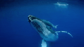 Detail Whale Gif Nomer 5