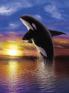 Detail Whale Gif Nomer 40