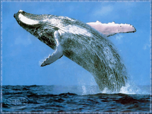 Detail Whale Gif Nomer 46