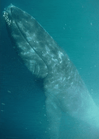 Detail Whale Gif Nomer 48