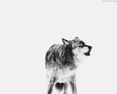 Detail Wolf Animasi Nomer 12