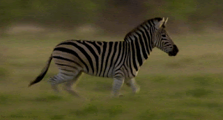 Detail Zebra Animasi Nomer 6