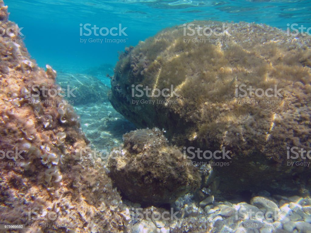 Detail Batu Dasar Laut Nomer 4