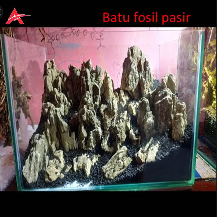 Detail Batu Fosil Pasir Nomer 11