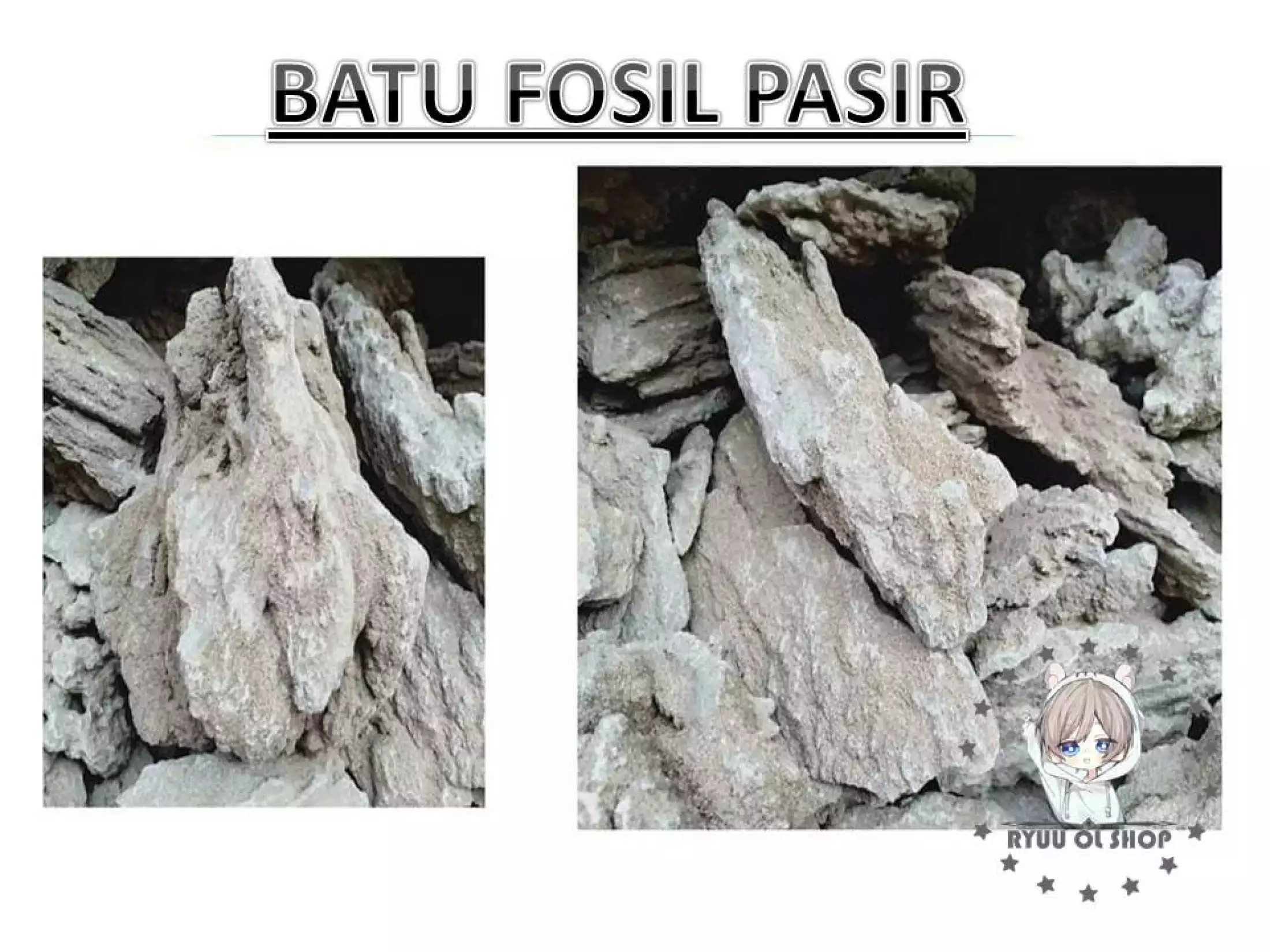 Detail Batu Fosil Pasir Nomer 49