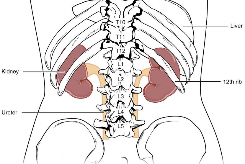 Detail Batu Ginjal Gambar Nomer 32