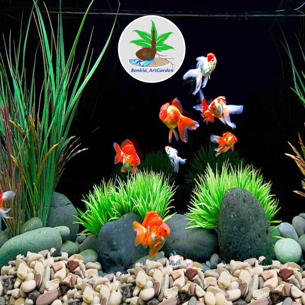 Detail Batu Hiasan Aquarium Nomer 6