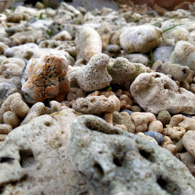 Detail Batu Karang Laut Nomer 51