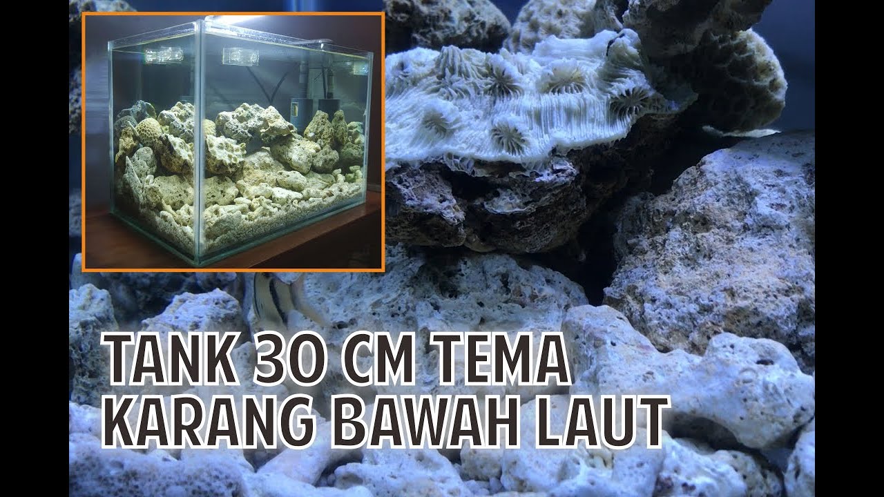 Detail Batu Karang Untuk Akuarium Air Tawar Nomer 10