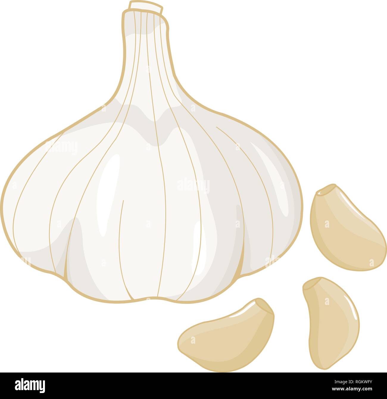 Detail Bawang Putih Vector Nomer 12