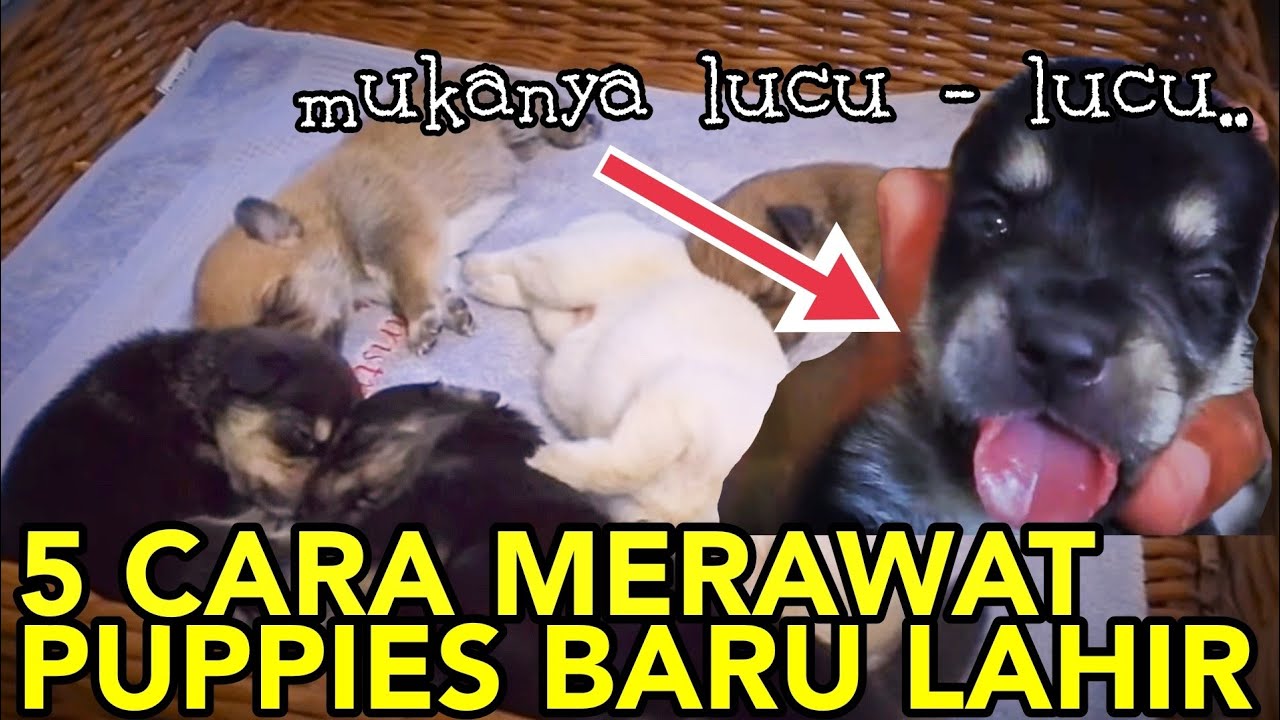 Detail Bayi Anjing Baru Lahir Nomer 34