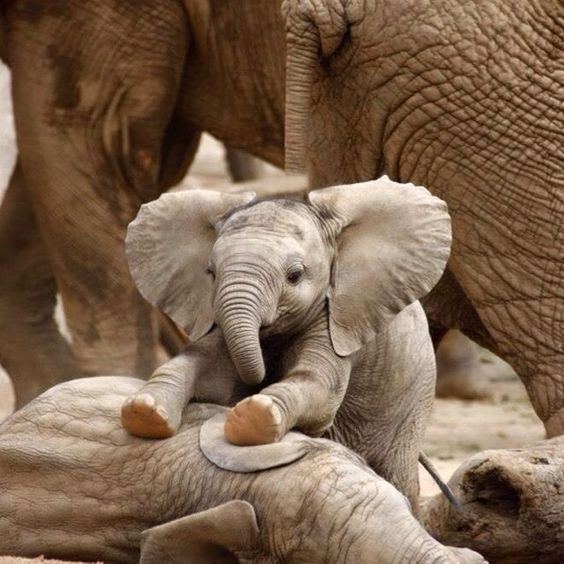 Bayi Gajah Lucu - KibrisPDR