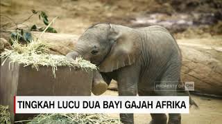 Detail Bayi Gajah Lucu Nomer 25