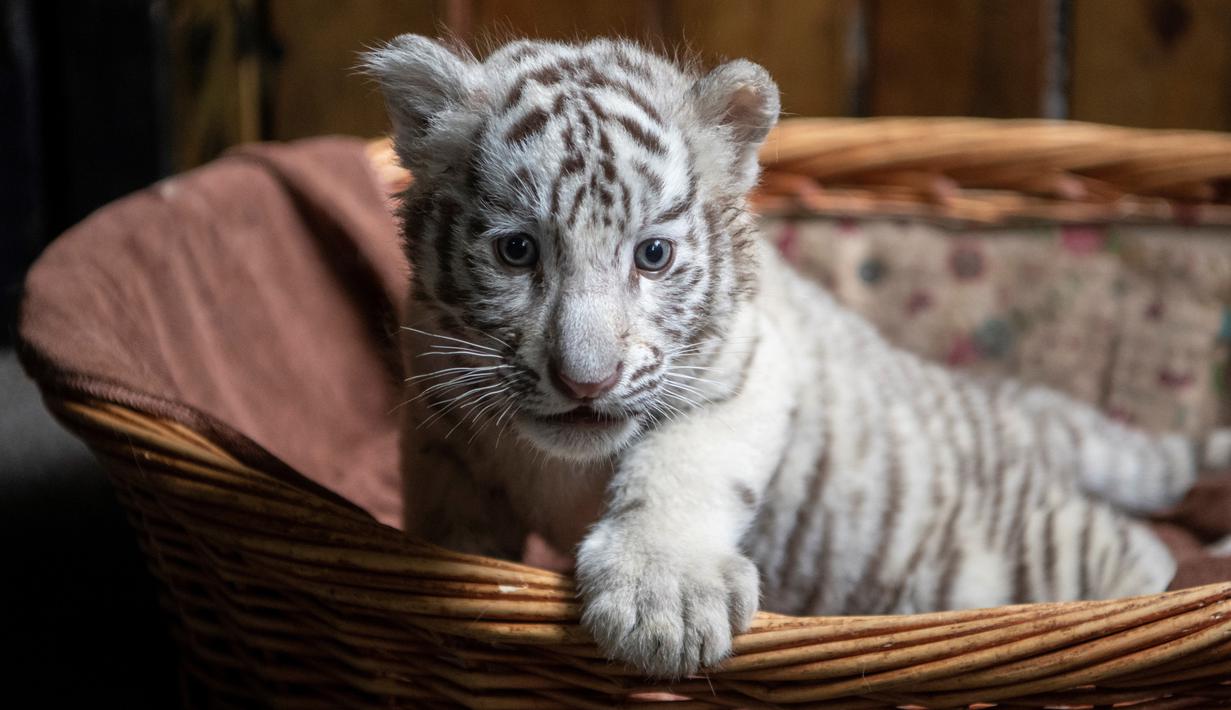 Bayi Harimau Putih - KibrisPDR