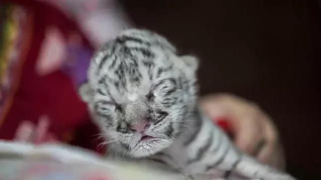 Detail Bayi Harimau Putih Nomer 2