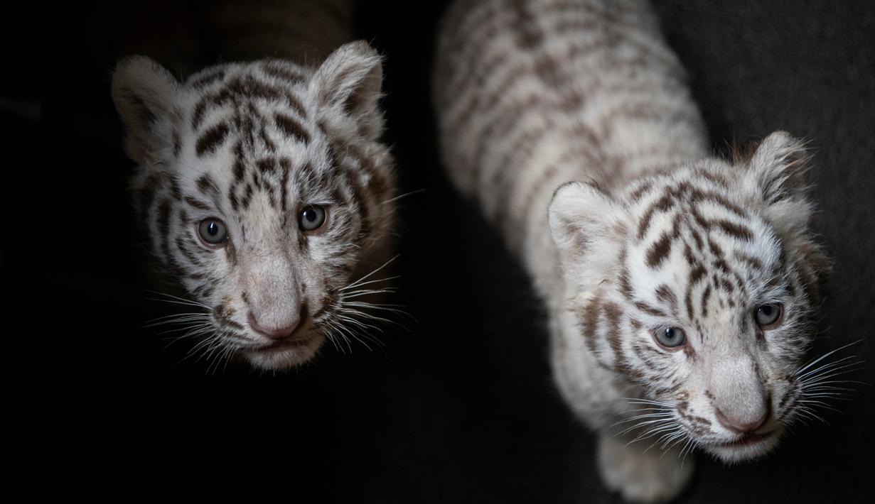 Detail Bayi Harimau Putih Nomer 4