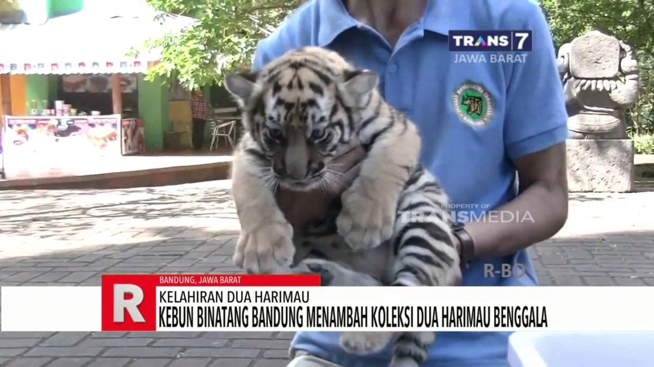 Detail Bayi Harimau Putih Nomer 30