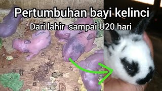 Detail Bayi Kelinci Baru Lahir Nomer 13