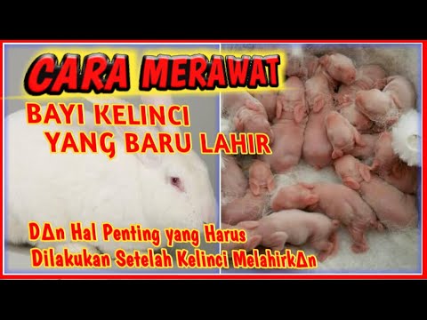 Detail Bayi Kelinci Baru Lahir Nomer 44