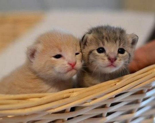 Detail Bayi Kucing Lucu Dan Imut Nomer 14