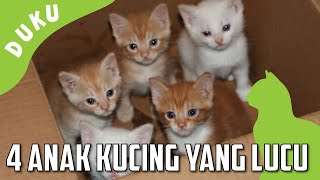 Detail Bayi Kucing Lucu Dan Imut Nomer 20