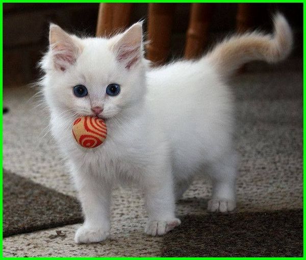Detail Bayi Kucing Lucu Dan Imut Nomer 27