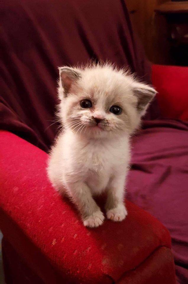 Detail Bayi Kucing Lucu Dan Imut Nomer 28
