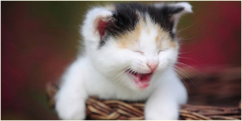 Detail Bayi Kucing Lucu Dan Imut Nomer 35
