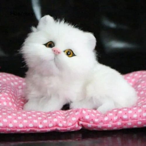 Detail Bayi Kucing Lucu Dan Imut Nomer 36