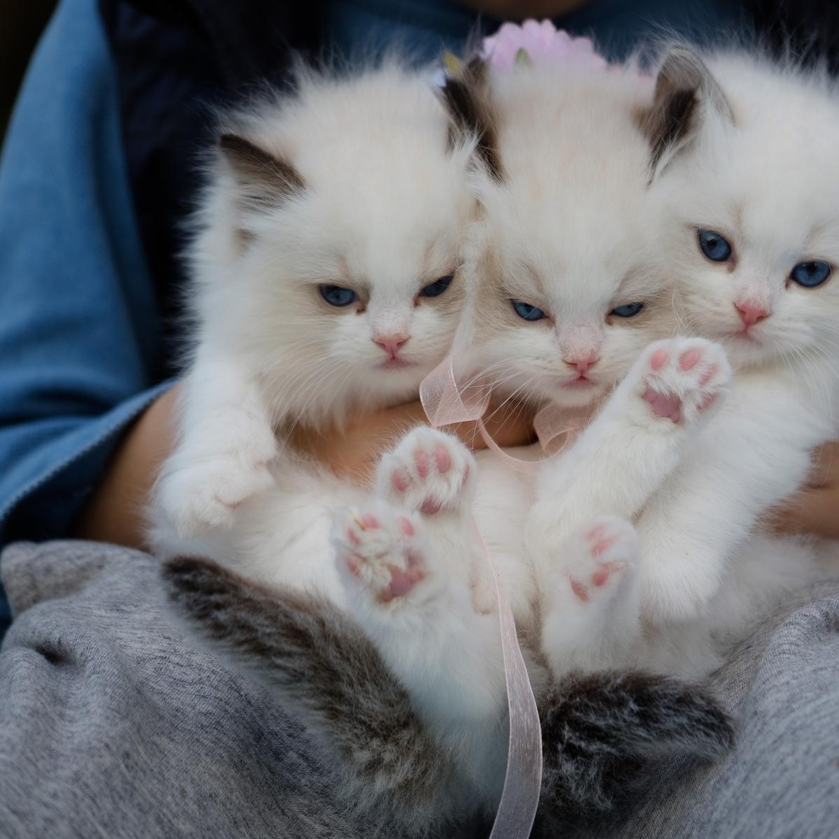 Detail Bayi Kucing Lucu Dan Imut Nomer 43