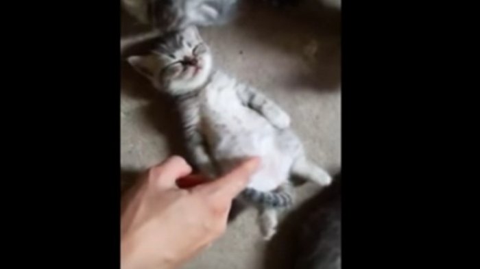 Download Bayi Kucing Lucu Dan Imut Nomer 48