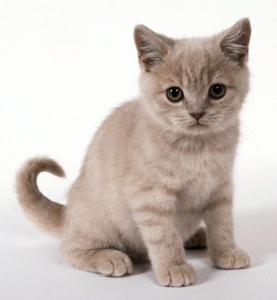 Detail Bayi Kucing Lucu Dan Imut Nomer 55